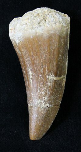 Fossil Mosasaurus Tooth #18895